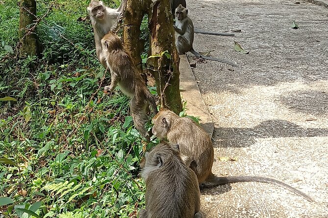 Jakarta Bogor Botanical Garden, Waterfall and Rice terrace, Lunch - Why the private guide and driver matter