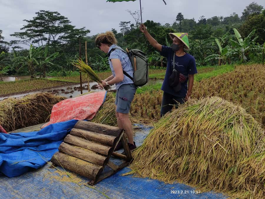 Jakarta : Botanical Garden, Waterfalls, and Rice Fields Tour - Key points at a glance