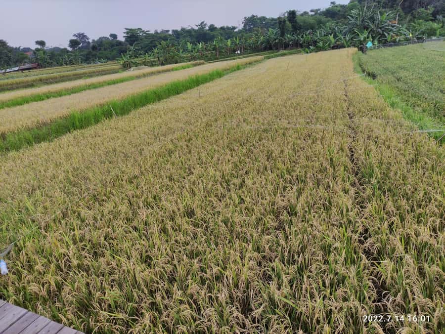 Jakarta : Botanical Garden, Waterfalls, and Rice Fields Tour - FAQ