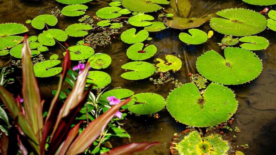 Jeep'n'Green: Rio Botanical Garden & Tijuca Rainforest Tour - Vista Chinesa and the big Rio view