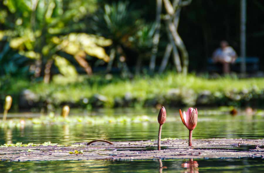 Jeep'n'Green: Rio Botanical Garden & Tijuca Rainforest Tour - Is $95 a fair price?