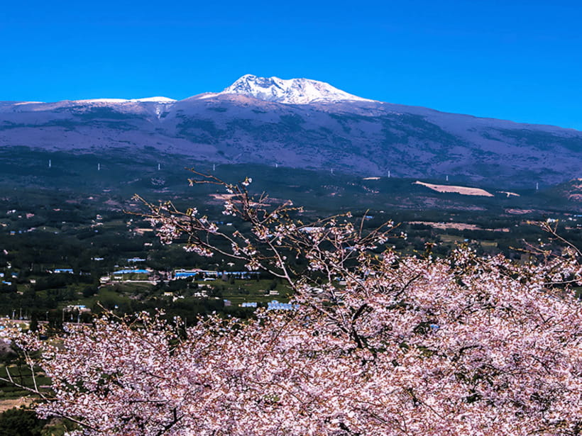 Jeju: Cherry Blossom South & West Day Tour with Hotel Pickup - Lunch: useful, local, and not the tour’s strongest point