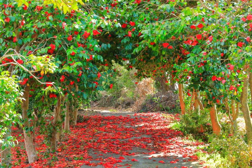 Jeju: Cherry Blossom South & West Day Tour with Hotel Pickup - Yerae Ecological Park and the king cherry blossoms