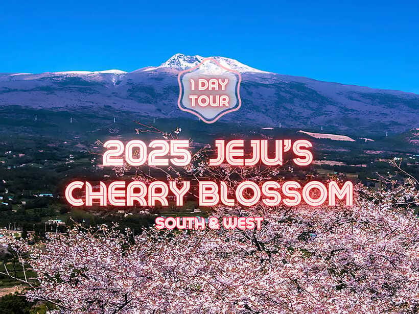 Jeju: Cherry Blossom South & West Day Tour with Hotel Pickup - How the drop-off works at night