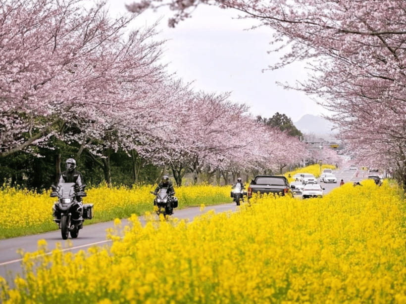 Jeju East: Cherry Blossom Early Bird Tour with Hotel Pickup - Noksan-ro’s pink and yellow spring corridor