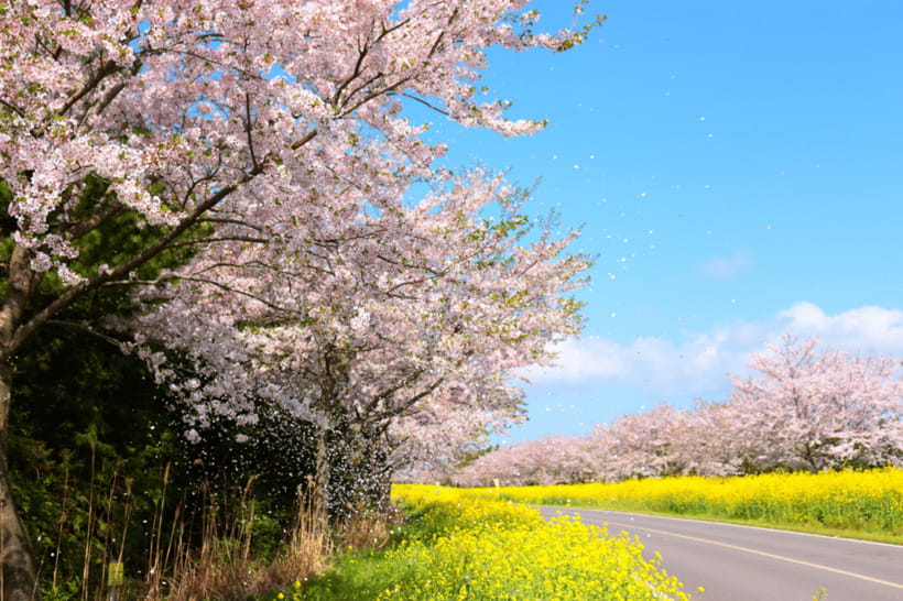 Jeju East: Cherry Blossom Early Bird Tour with Hotel Pickup - Seongeup Folk Village and the extra cost of lunch