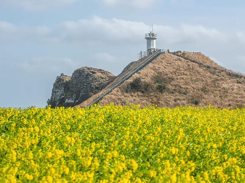 Jeju East: Cherry Blossom Early Bird Tour with Hotel Pickup - Micheongul Cave and Ilchul Land