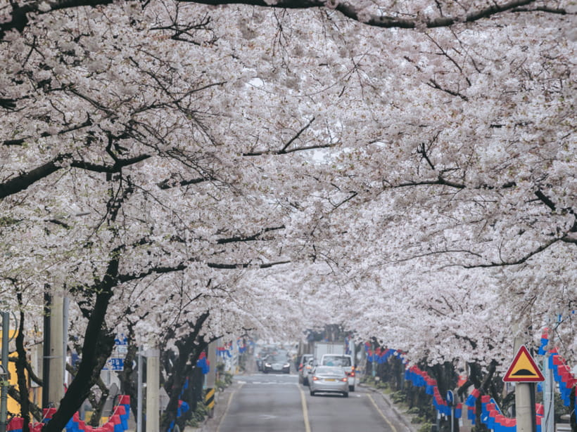 Jeju East: Cherry Blossom Early Bird Tour with Hotel Pickup - Seopjikoji, where the coast changes the mood
