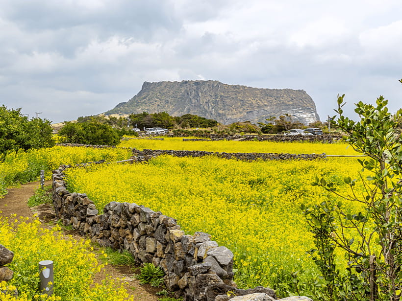 Jeju East: Cherry Blossom Early Bird Tour with Hotel Pickup - Guides, communication, and how to make the day smoother