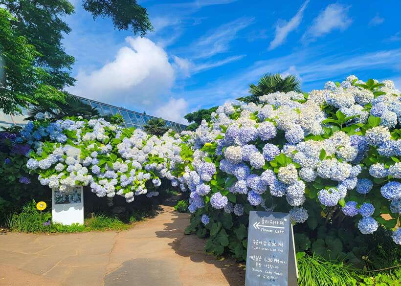 Jeju: Western & Southern Jeju Hydrangea Festival Tour - Hyeopjae Beach and the view toward Biyang Island