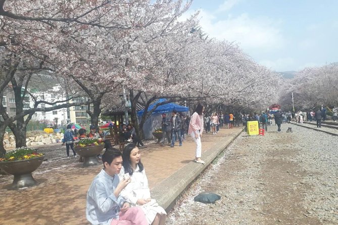 Jinhae Cherry Blossom + Busan Sunrise from Seoul - Why this overnight route makes sense