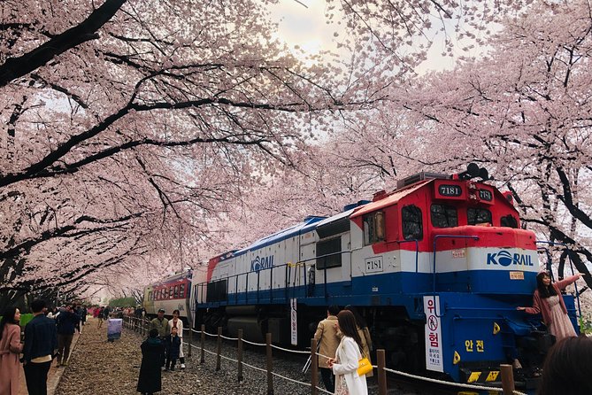 Jinhae Cherry Blossom + Busan Sunrise from Seoul - Jinhae Gunhangje Festival and the seasonal gamble