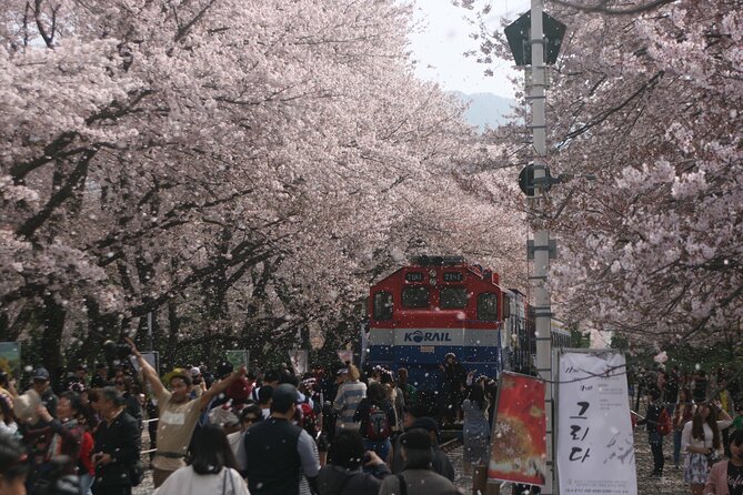 Jinhae Cherry Blossom Day trip from Busan - A Spring Adventure! - Key points before you book