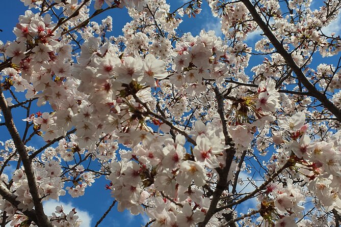 Jinhae Cherry Blossom Day trip from Busan - A Spring Adventure! - Why Jinhae makes a strong spring day trip