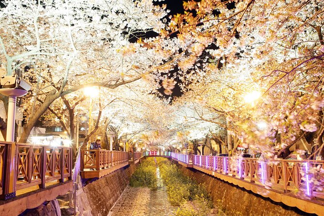 Jinhae Cherry Blossom Day trip from Busan - A Spring Adventure! - Gyeonghwa Station and the railway blossom view