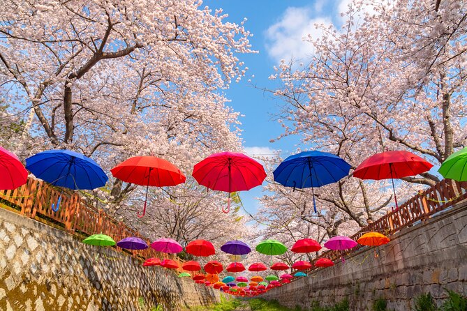 Jinhae Cherry Blossom Festival Gyeonghwa Stn Day Tour from Busan - Timing, weather, and blossom conditions
