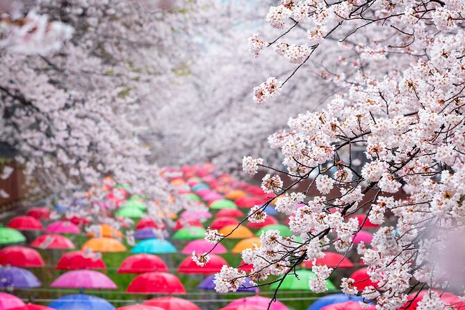 Jinhae Cherry Blossom Festival Gyeonghwa Stn Day Tour from Busan - Who will enjoy this day tour most?
