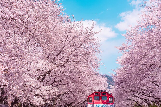 Jinhae Cherry Blossom Festival Gyeonghwa Stn Day Tour from Seoul - Key points to know before booking