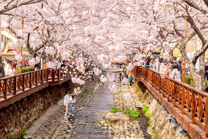 Jinhae Cherry Blossom Festival Gyeonghwa Stn Day Tour from Seoul - Why Jinhae is worth such a long day