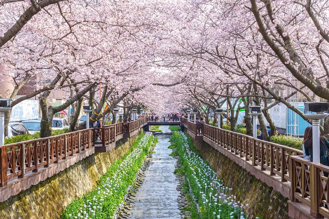 Jinhae Cherry Blossom Festival Gyeonghwa Stn Day Tour from Seoul - A day shaped by the Seoul to Jinhae drive