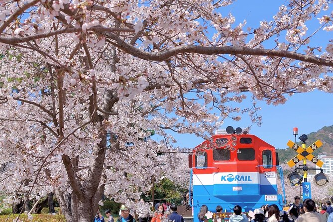 Jinhae Cherry Blossom Festival Gyeonghwa Stn Day Tour from Seoul - Free time instead of a tightly scripted walk