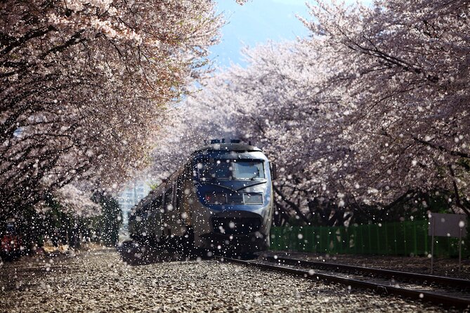 Jinhae Cherry Blossom Festival Gyeonghwa Stn Day Tour from Seoul - What the $66.53 price includes