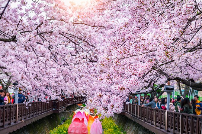 Jinhae Cherry Blossom Festival Gyeonghwa Stn Day Tour from Seoul - Cherry blossom timing and possible route changes