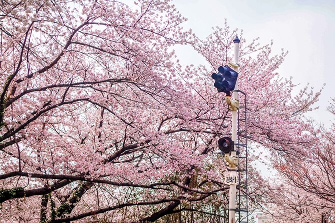 Jinhae Cherry Blossom Festival Gyeonghwa Stn Day Tour from Seoul - Who should book this Jinhae day trip?