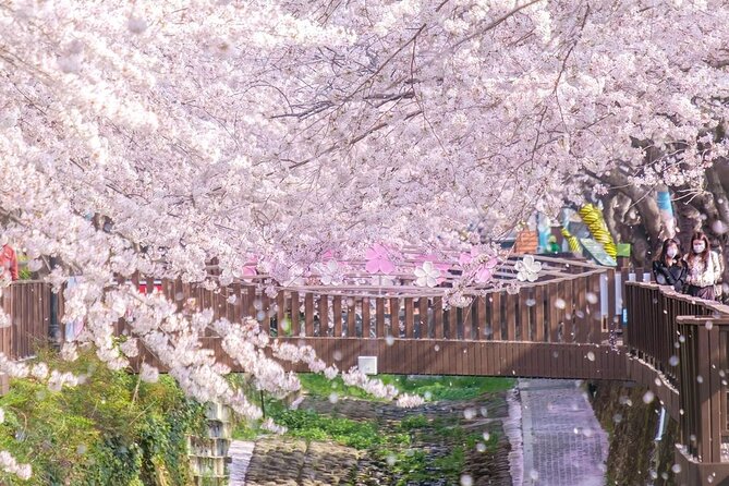 Jinhae Pink Cherry Blossom One Day Tour From Busan - Why Jinhae is worth the day from Busan