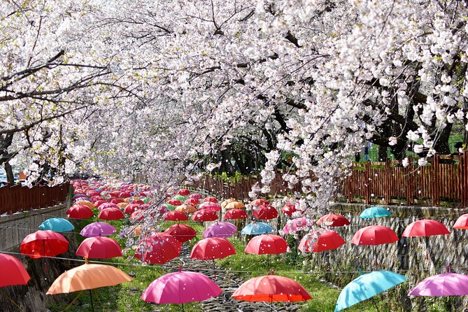 Jinhae Pink Cherry Blossom One Day Tour From Busan - Yeojwacheon Stream gives you three hours to wander