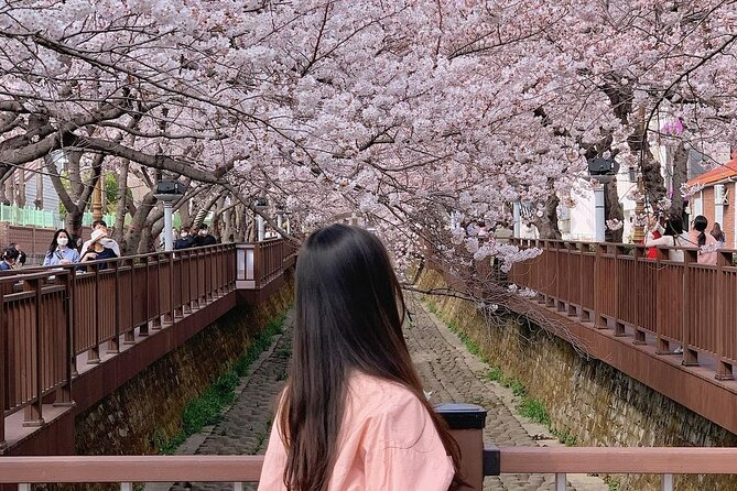 Jinhae Pink Cherry Blossom One Day Tour From Busan - The 11-hour schedule requires some stamina