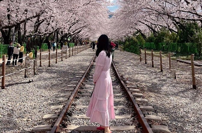 Jinhae Pink Cherry Blossom One Day Tour From Busan - Who will get the most from this tour