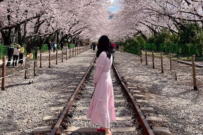 Jinhae Pink Cherry Blossom One Day Tour From Busan - Should you book the Jinhae day trip?