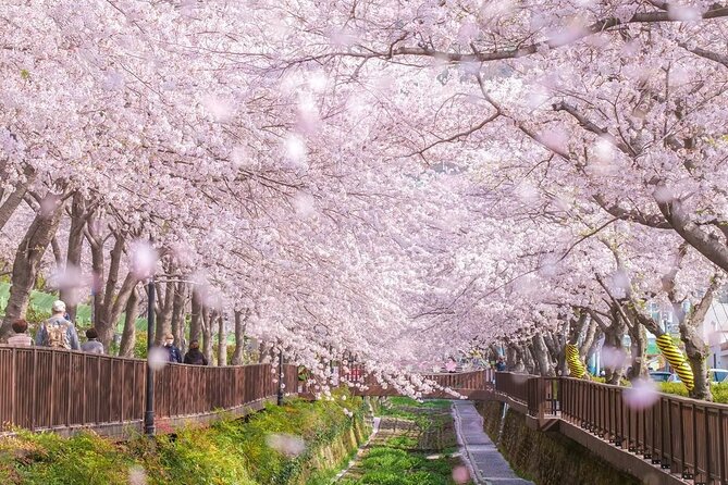 Jinhae Pink Cherry Blossom One Day Tour From Busan - Gyeonghwa Station and its famous blossom tunnel