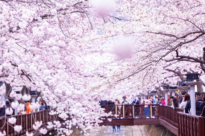 Jinhae's Cherry Blossoms Shuttle Bus depart from Seoul/Busan - Why Jinhae Is Worth the Long Spring Day