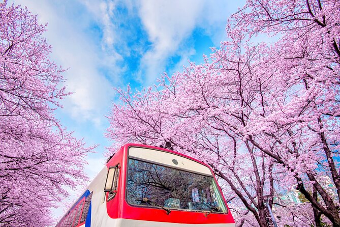 Jinhae's Cherry Blossoms Shuttle Bus depart from Seoul/Busan - First Stop: The Naval Port Festival