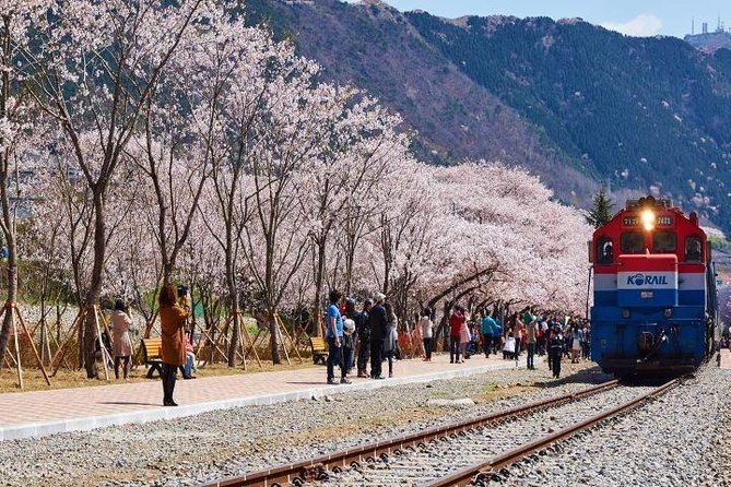 Jinhae's Cherry Blossoms Shuttle Bus depart from Seoul/Busan - Yusawa River Sakura Bridge