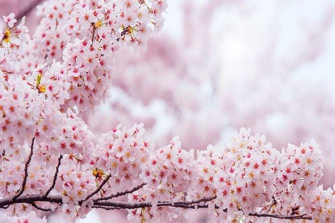 Jinhae's Cherry Blossoms Shuttle Bus depart from Seoul/Busan - Kyohe Train Station and the Final Photo Stop