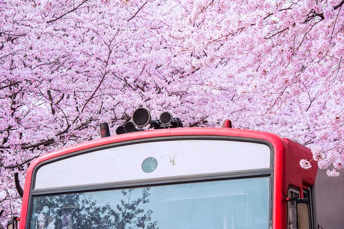 Jinhae's Cherry Blossoms Shuttle Bus depart from Seoul/Busan - Is $59 Good Value?
