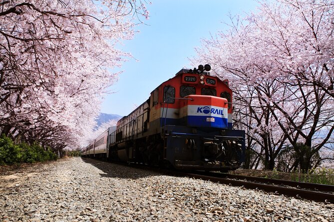 Jinhae's Cherry Blossoms Shuttle Bus depart from Seoul/Busan - Bloom Timing Is the Biggest Risk