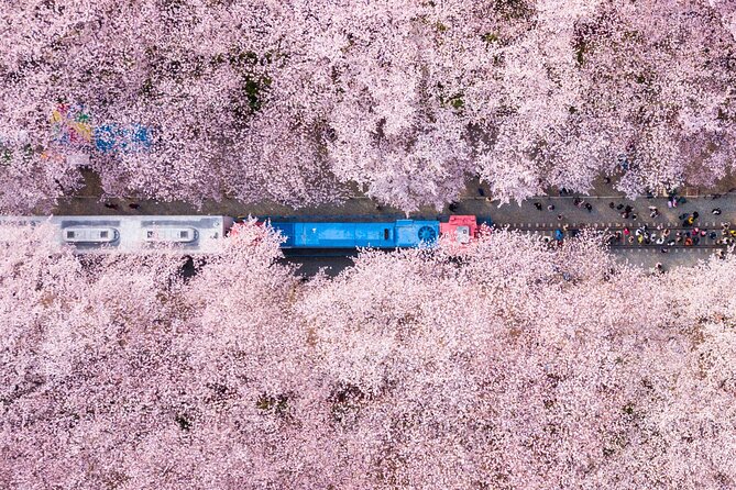 Jinhae's Cherry Blossoms Shuttle Bus depart from Seoul/Busan - The Road to Jinhae From Seoul or Busan