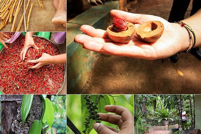 Kandy Transfer Visiting Dambulla Cave Temple and Herbal Garden - Booking and Cancellation Details