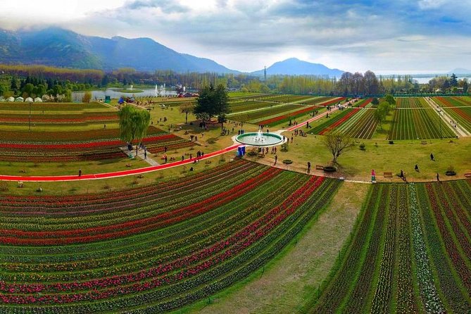 Kashmir Tulip Festival - Key points at a glance