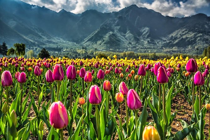 Kashmir Tulip Festival - Day 1: Tulips and Mughal gardens beside Dal Lake