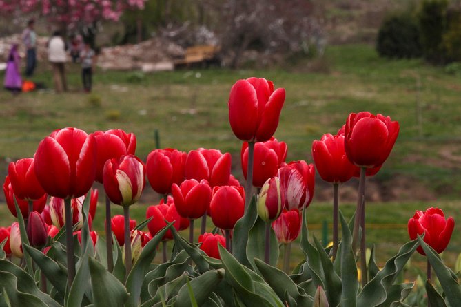 Kashmir Tulip Festival - Transport, hotels, and the value of the private format