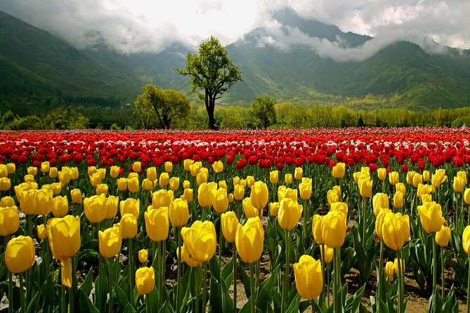 Kashmir Tulip Festival - Day 2: Sonamarg and the road to Thajiwas Glacier