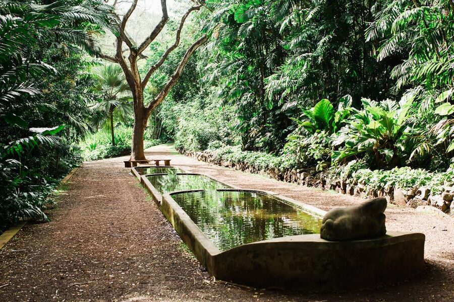 Kauai: Allerton Garden Guided Group Walking Tour - The Moreton Bay fig trees from Jurassic Park