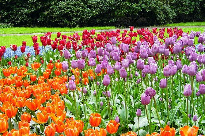 Keukenhof and Flower Fields Private Tour from Amsterdam - Key points at a glance