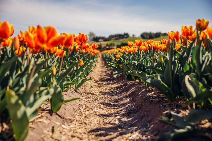 Keukenhof: Flower Fields Small-Group Cultural Bike Tour - Who will enjoy this most?