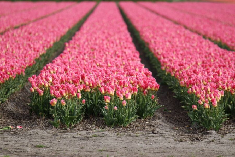 Keukenhof: Flower Fields Small-Group Cultural Bike Tour - Why this ride adds something Keukenhof cannot